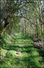 Walking in woodland near Loperec Brittany